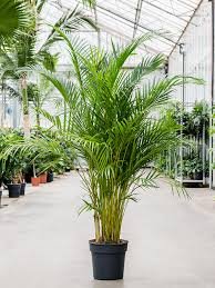 Areca Palm